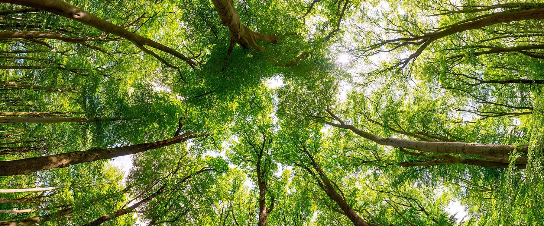 Bäume recken sich nach oben, ihre grünen Blätter formen ein dichtes Blätterdach im sonnigen Wald.
